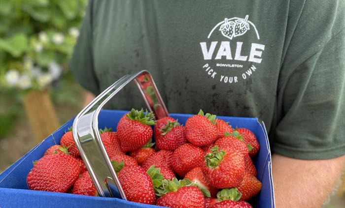 Fresh Strawberry Punnet